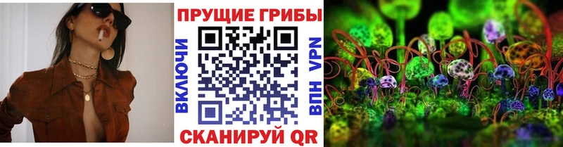 Псилоцибиновые грибы Psilocybine cubensis  Питкяранта 